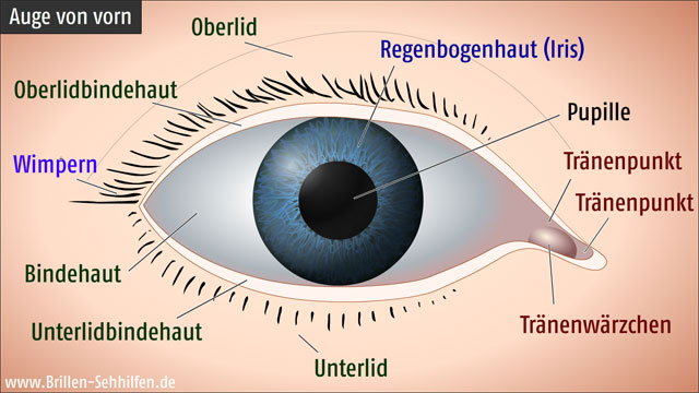 Bestandteile des Auges (von vorn) .
