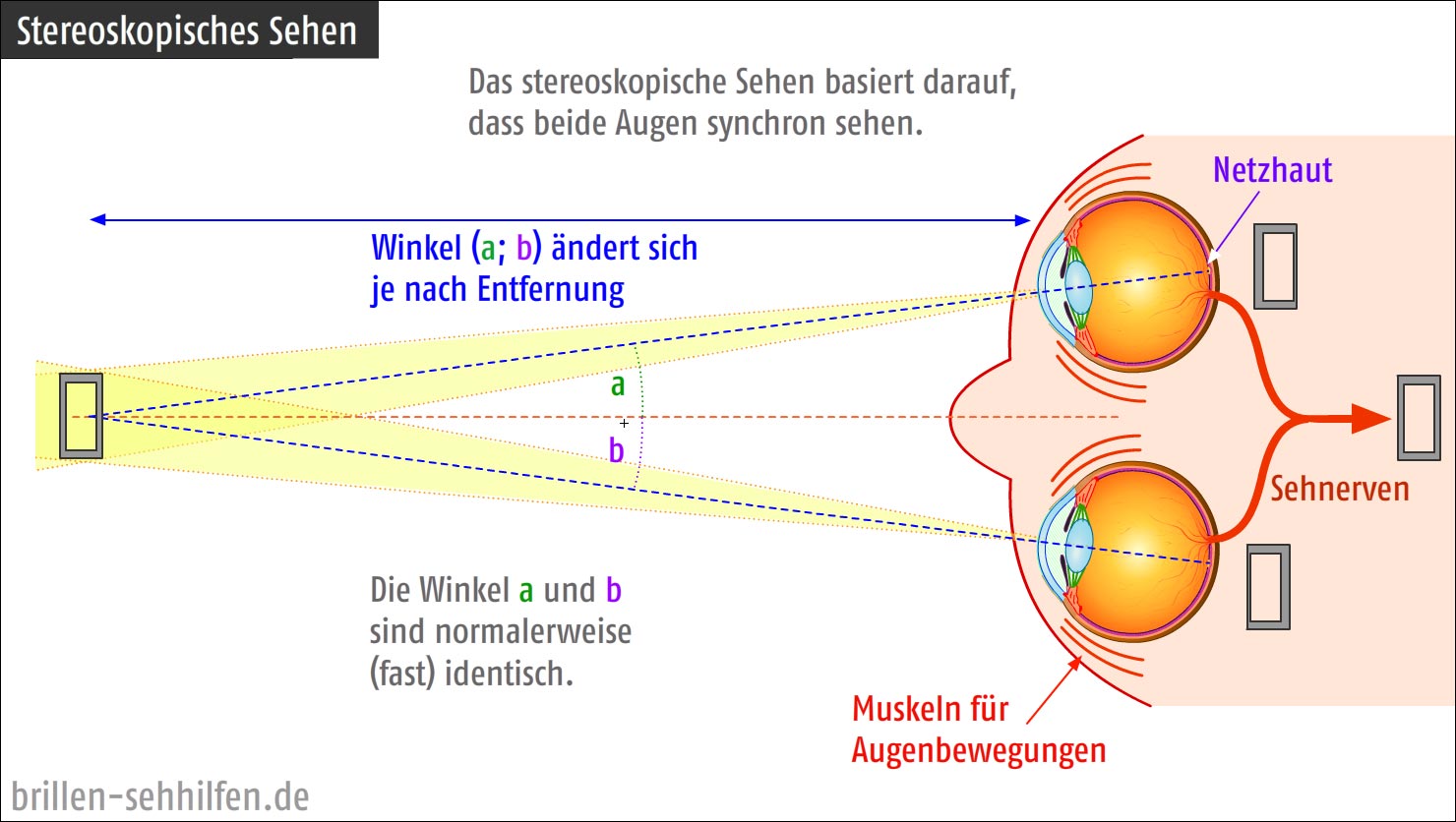 ᐅ Das Auge: Aufbau & Funktion • Kuratorium Gutes Sehen e.V.
